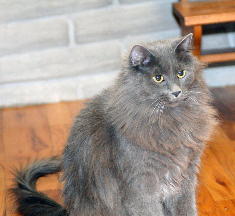 Yoda Sitting Pretty--adopted