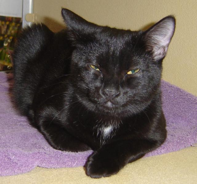 Ollie--Adopted!!