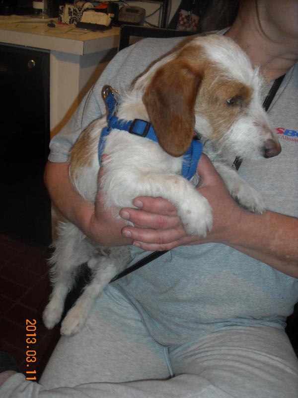 LHPieBaldDoxieDSCN1453