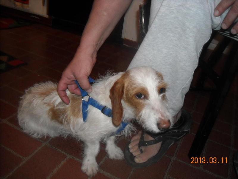 LHPieBaldDoxieDSCN1455
