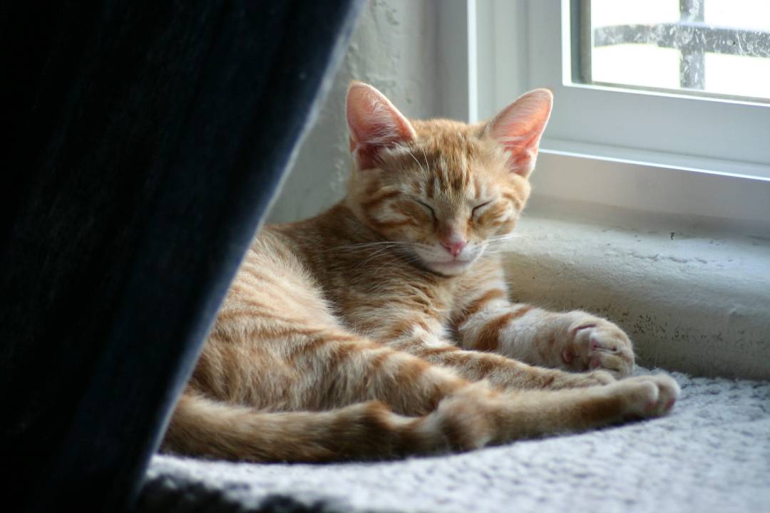 Tosh--Adopted!!