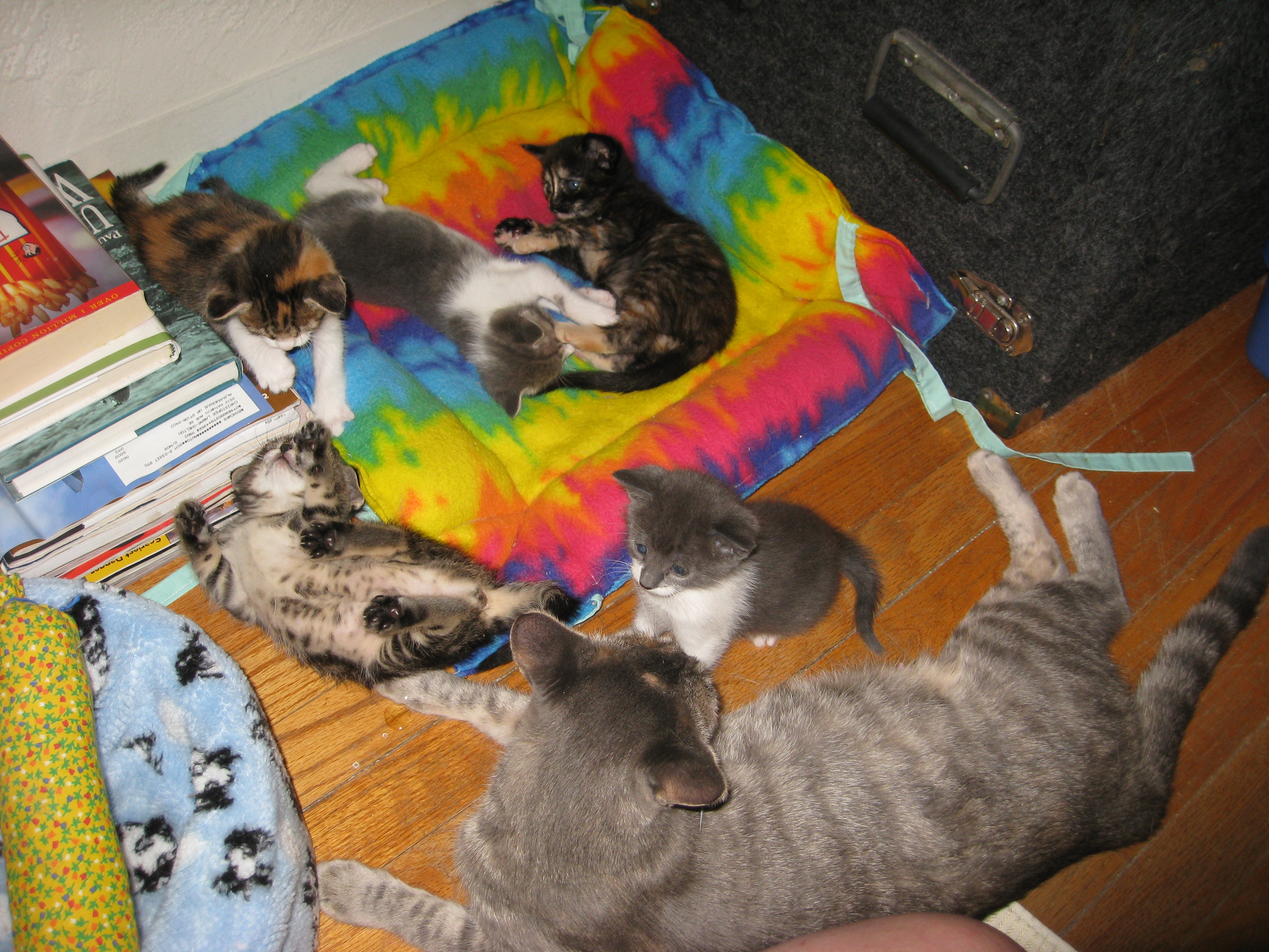 Juliet--Adopted!!