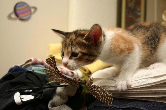 Mango Clawdia--Adopted!!