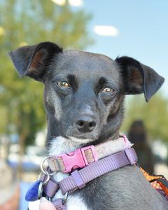 DixieJane (Dixie Doodle) - Adopted!