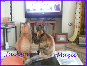 Jackson and Mazie watching tv2