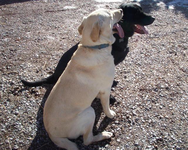 Dante - ADOPTED!