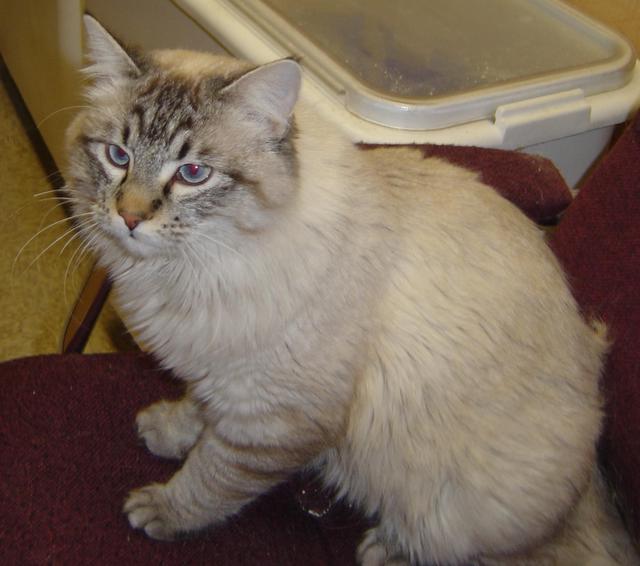 Zack--Adopted!!