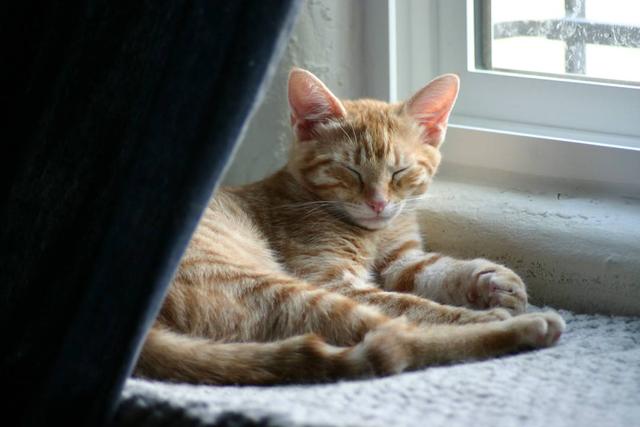 Tosh--Adopted!!