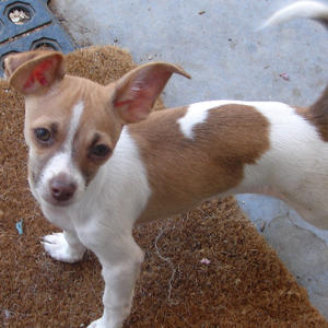 2011 and Previous Years Adoptions