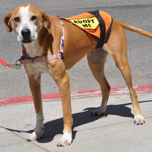 2013 Adoptions