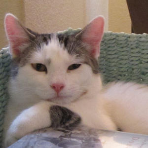 2012 Adoptions