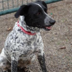 Pepper