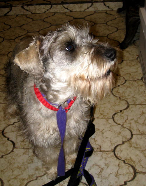 Lucky - ADOPTED!