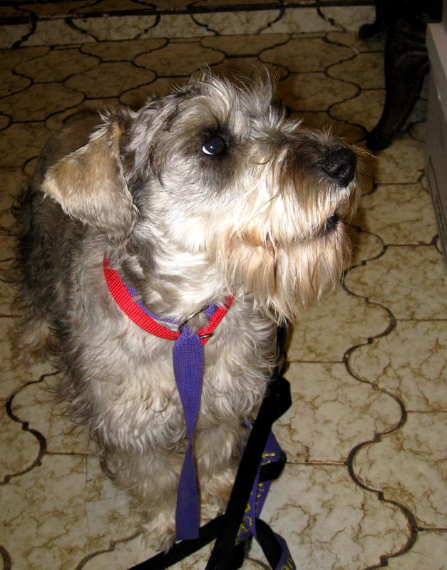 Lucky - ADOPTED!