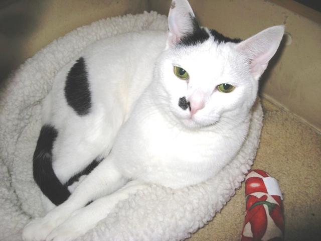 Maddie--Adopted!