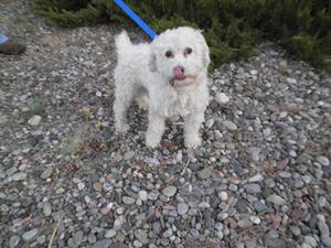 6 month old male poodle 1235207_869489583066727_8214246048102252794_n