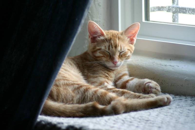 Tosh--Adopted!!