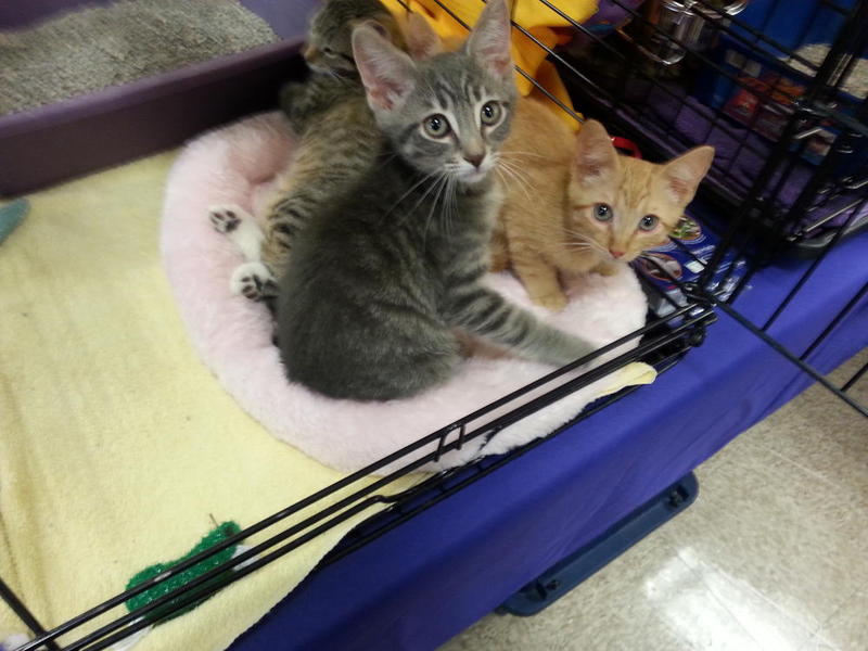Kittens 8-2-14