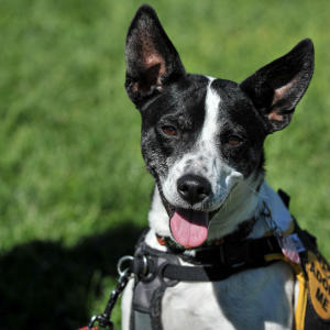2015 Adoptions
