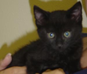 Phillip--Adoption Pending