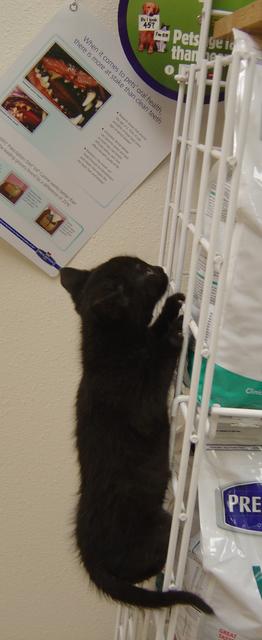 Phillip--Adoption Pending