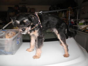 Schnauzer Shih Tzu