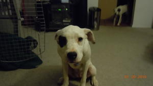 Maggie - Adopted!!