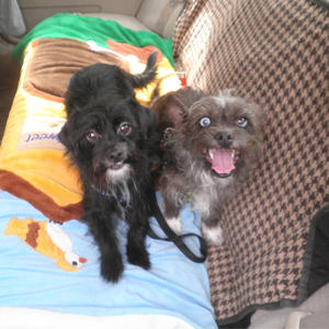 Stella & Sabin - Adopted!