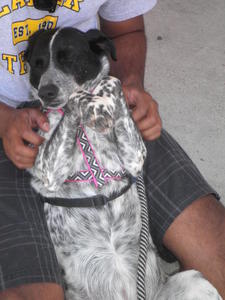 Pepper