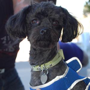 Bambi