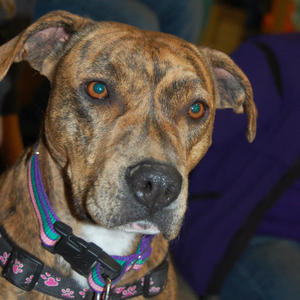 Scarlett - Adopted!