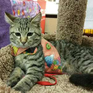 2016 Adoptions