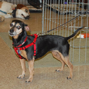Peanutt - Adopted!