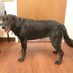 Sadiee Adopted
