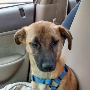 Sahara Ariel - Adopted!