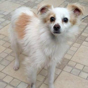 Rocky "Sunshine" - Adopted!