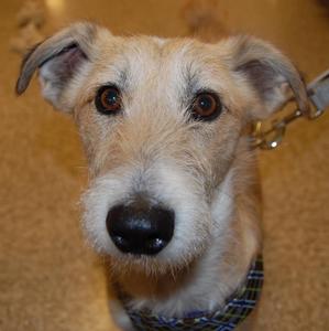 Scotty - Adopted!
