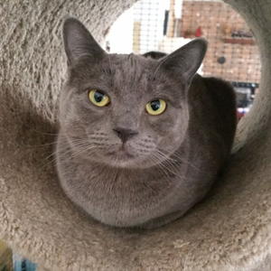 Pedro - Adopted!