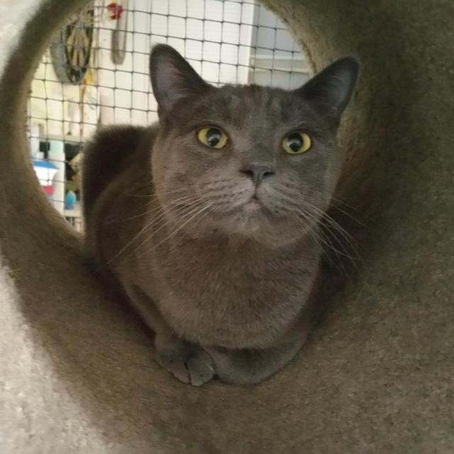 Pedro