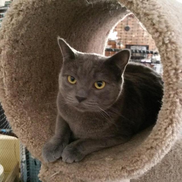 Pedro