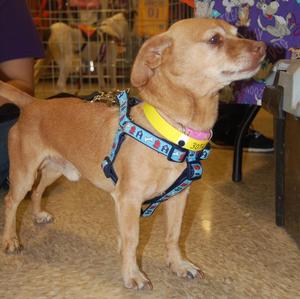 Oscar Adopted