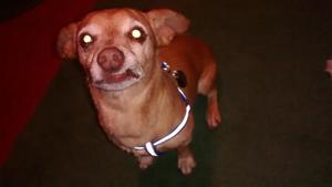 Oscar