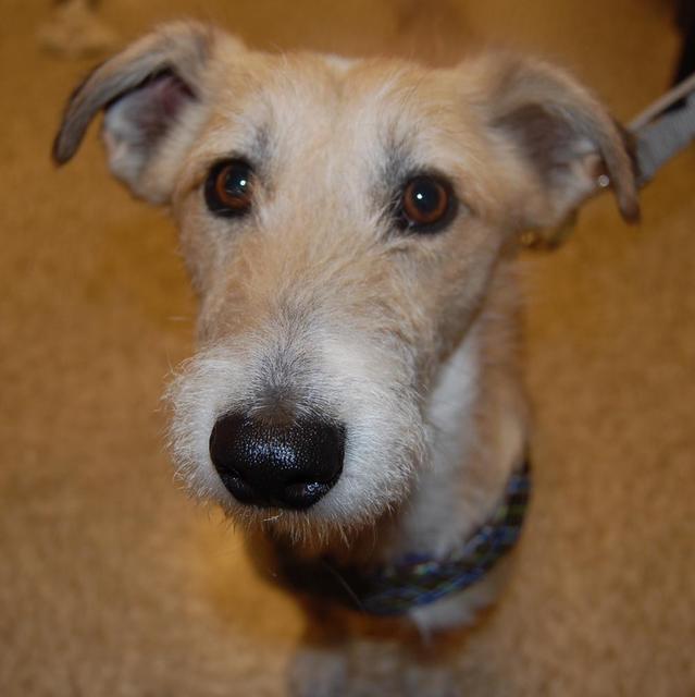 Scotty