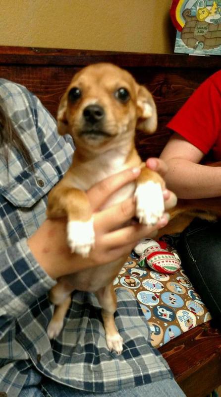 Chiweenie Puppy