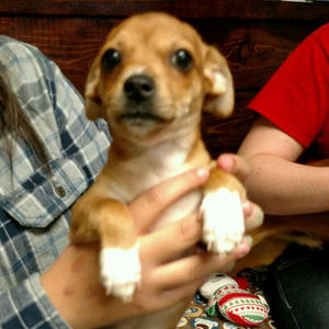 Reba - Adopted!