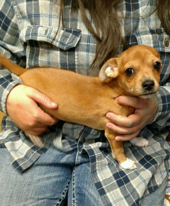 Chiweenie Puppy