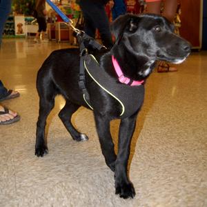 Nestle - Adopted!
