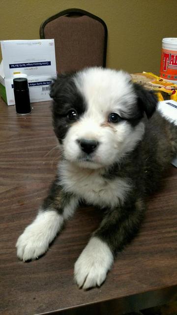Border Collie Mix Puppy
