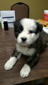 Border Collie Mix Puppy