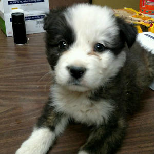 Panda Adopted